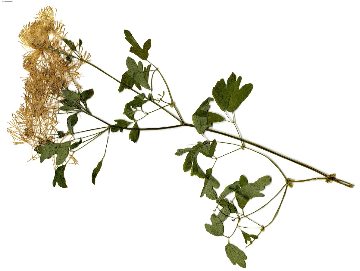 Thalictrum aquilegifolium subsp. aquilegifolium (Ranunculaceae)